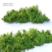 Sawara cypress