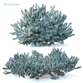 Picea pungens (Blue spruce)
