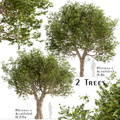 Set of Platanus × acerifolia Trees (London plane) (2 Trees)