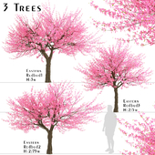 Set of Eastern redbud Trees (Cercis canadensis) (3 Trees)