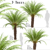 Set of Tree Fern Trees (Dicksonia antarctica) (3 Trees)