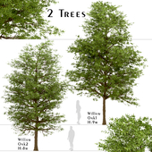 Set of Willow Oak Trees (Quercus phellos) (2 Trees)