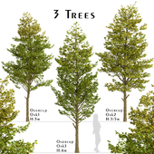 Set of Overcup Oak Trees (Quercus lyrata) (3 Trees)