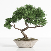 plant bonsai02