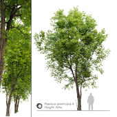 Fraxinus americana (White ash) 4