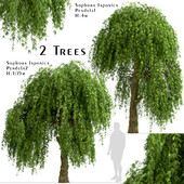 Set of Sophora Japonica Pendula Trees (Japanese pagoda) (2 Trees)