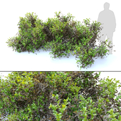 Dry and green leaves bush