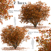 Set of Chinese tallow Trees (Triadica sebifera) (2 Trees)