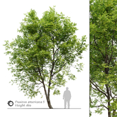 Fraxinus americana (White ash) 5