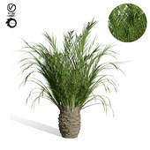 palm tree 9s