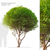 Redosier dogwood 2