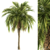 Tree Green Palm with Fruit  - Set 34