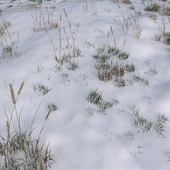 The grass under the snow