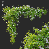 Hanging Plant 12