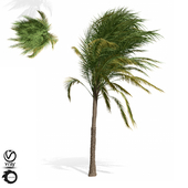 palm tree 10s