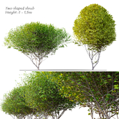 Two shaped shrub_3