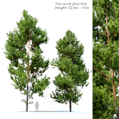 Scots pine