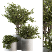 Outdoor Plants tree in Concrete Pot - Set 141