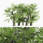 White oak tree