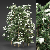 White Fir snow winter tree