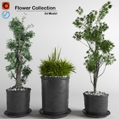 flower collection 3p