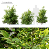 Carolina Allspice