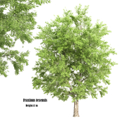 Fraxinus texensis or texas ash