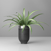 indoor and outdoor spider plant