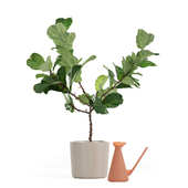 Ficus lyrata 150cm