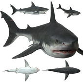 Great White Shark ( Carcharodon carcharias )