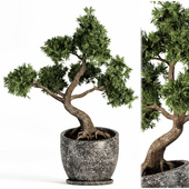 Plant bonsai-01
