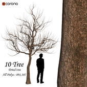 Dried Trees - (10 Trees)