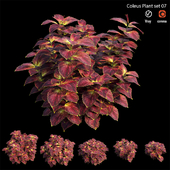 Coleus Plant set 07