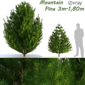 Mountain Pine