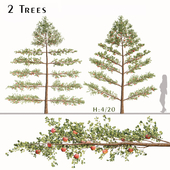 Set of Espalier Apple Trees (Malus domestica) (2 Trees)