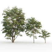 Japanese Maple # 2 (Acer palmatum # 2)