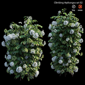 Climbing Hydrangea set 02