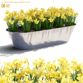 Flowerpot with flowers | Flowerpot with Narcissus