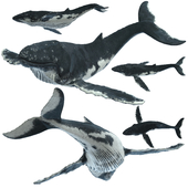 Горбатый кит (Humpback whale)