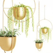 Plants in hanging gilded pots