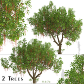 Set of Barringtonia acutangula Trees (Itchy Tree) (2 Trees)