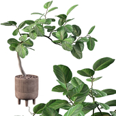 Plants collection 098 - ficus benghalensis