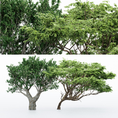 2 Different tree - Acacia - African Olive