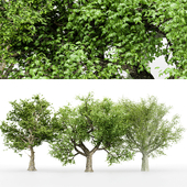 3 Different tree - American Beech - American Sycamore - Amur Cork