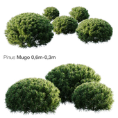 Mountain Pine Mugo