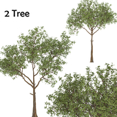 set of tree