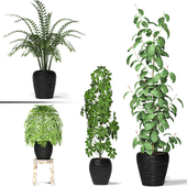 Apartment plants collection