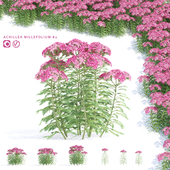 Yarrow flowers | Achillea millefolium # 2