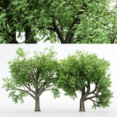 2 Different tree Amur Cork - Broadleaf