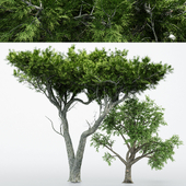 2 Different tree - Broadleaf